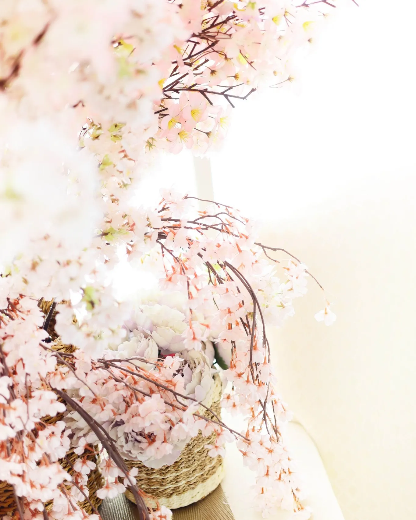 🌸入園・入学 さくらフォト🌸